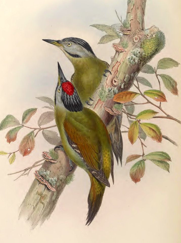 6_035 Formosan Green Woodpecker