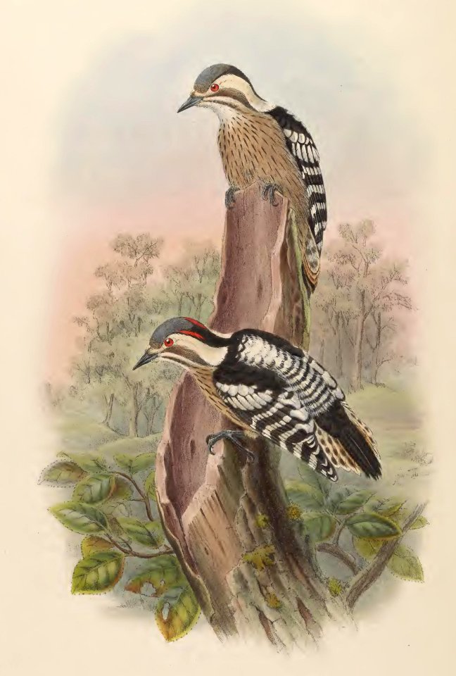 6_021 Swinhoe's Pygrny Woodpecker