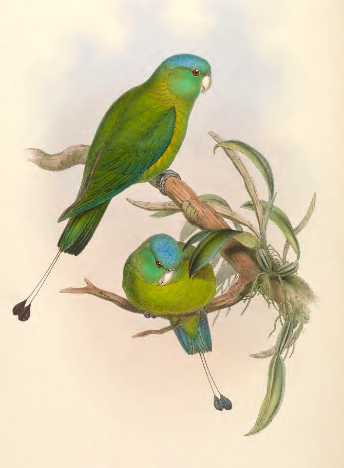 6_015 Little Racket-tailed Parrot