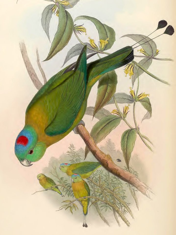 6_013 Great Racket-tailed Parrot
