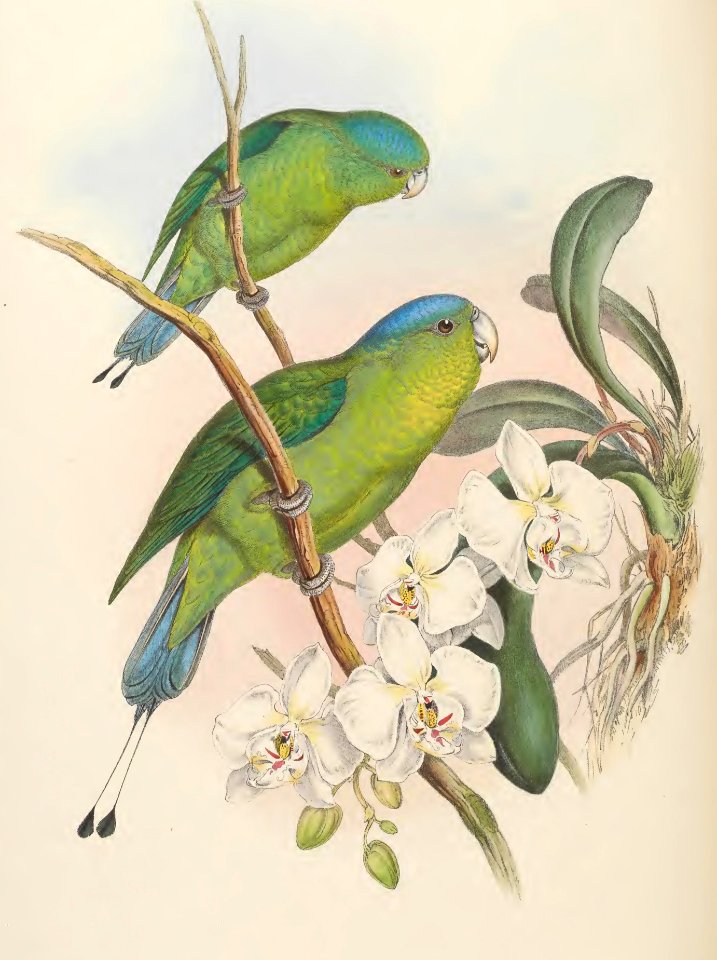 6_014 Philippine Racket-tailed Parrot