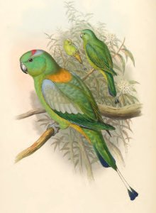 6_012 Racket-tailed Parrot