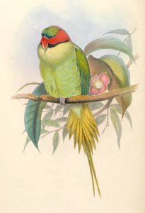 6_004 Bonaparte's Parrakeet