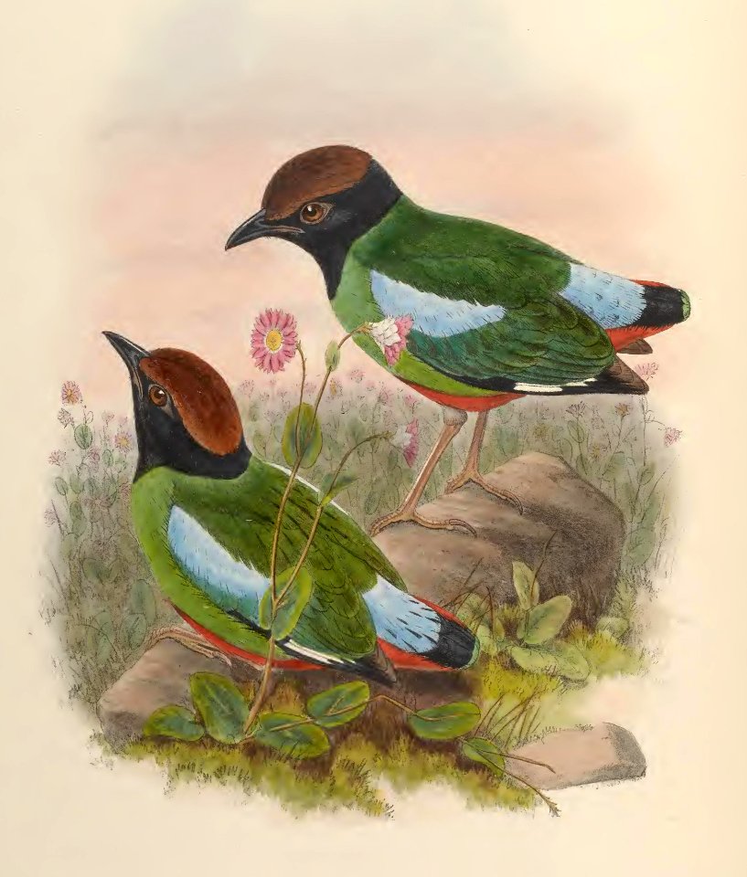 5_081 Hooded Pitta