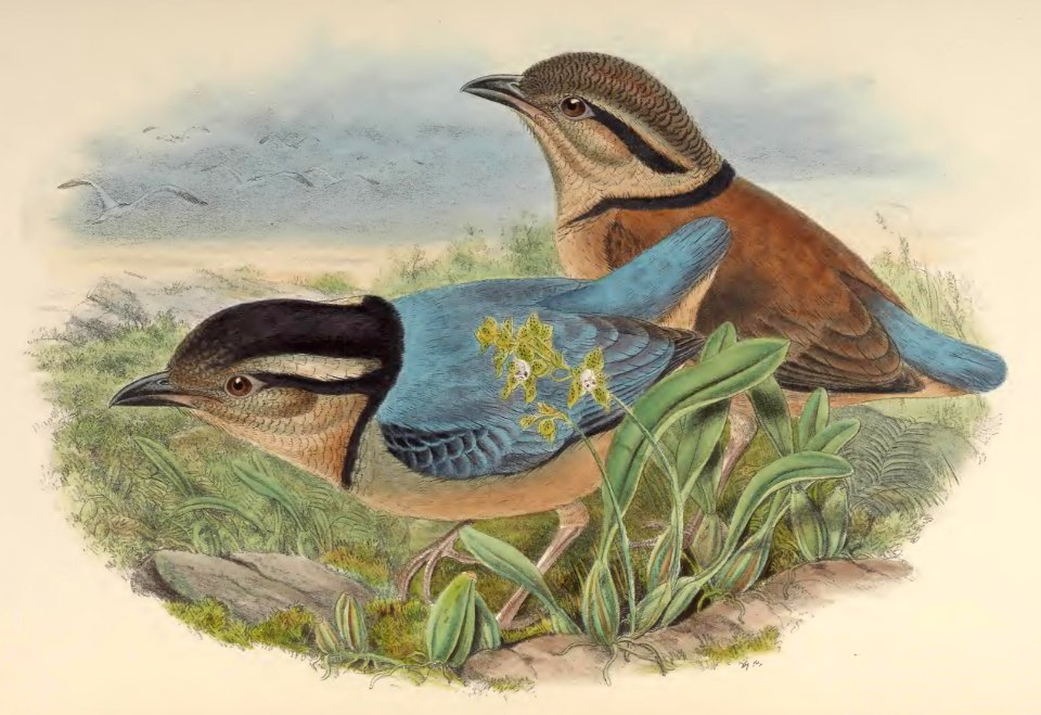 5_080 Caerulean Pitta