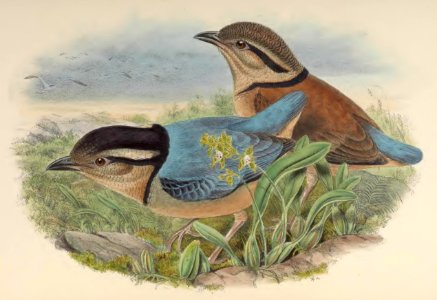 5_080 Caerulean Pitta