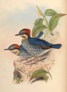 5_079 Blue Pitta