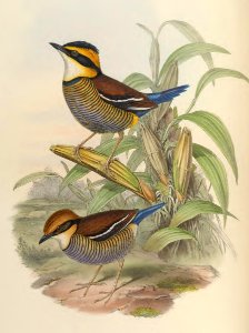 5_076 Blue-tailed Pitta