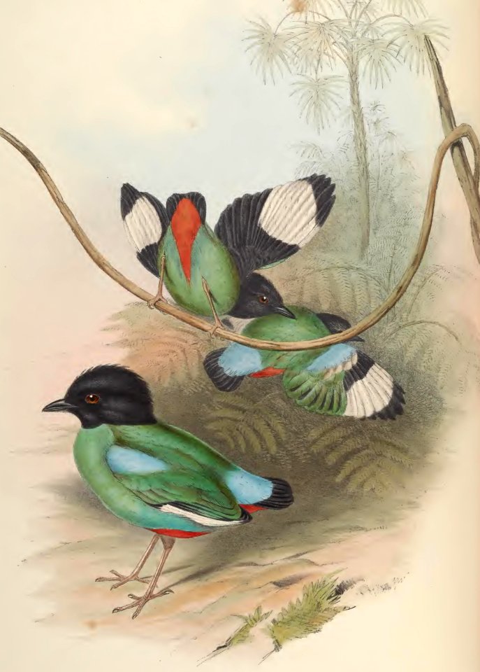 5_075 Black-headed Pitta