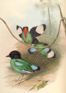 5_075 Black-headed Pitta