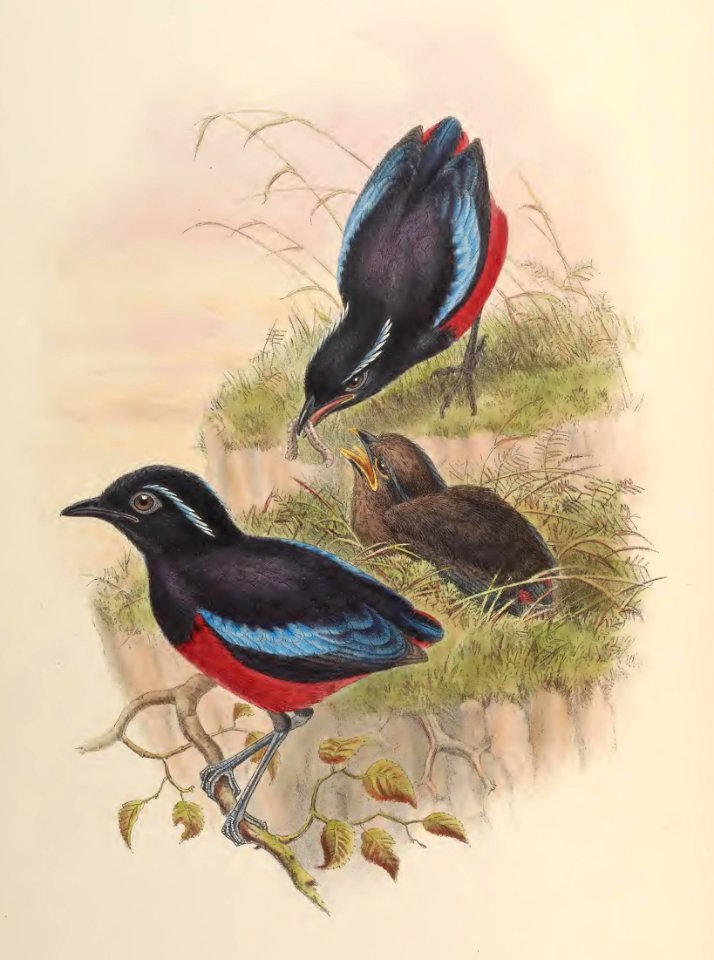 5_074 Ussher's Pitta