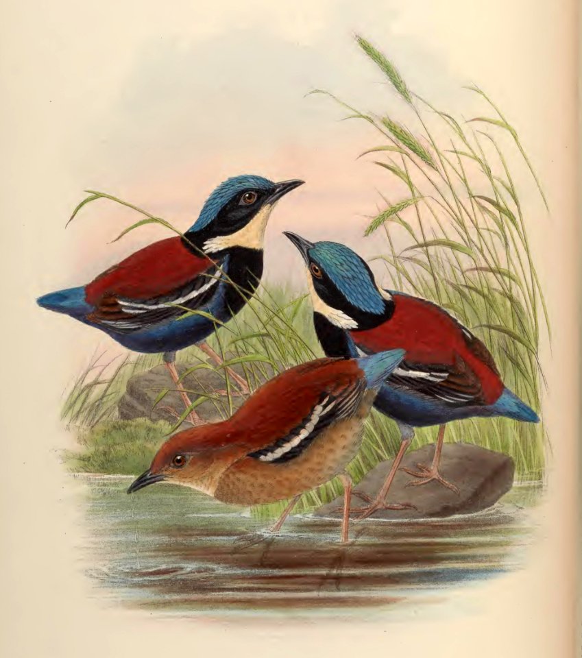 5_071 Red-backed Pitta