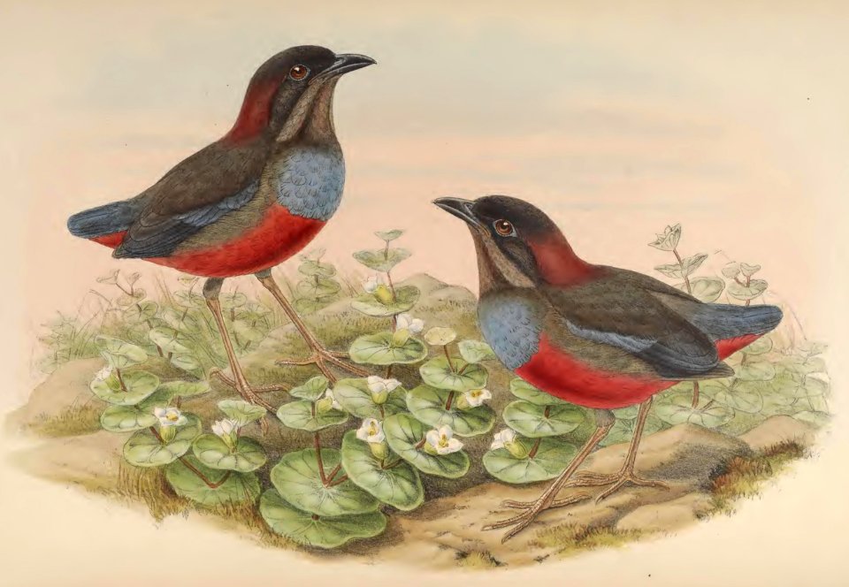 5_070 Koch's Pitta