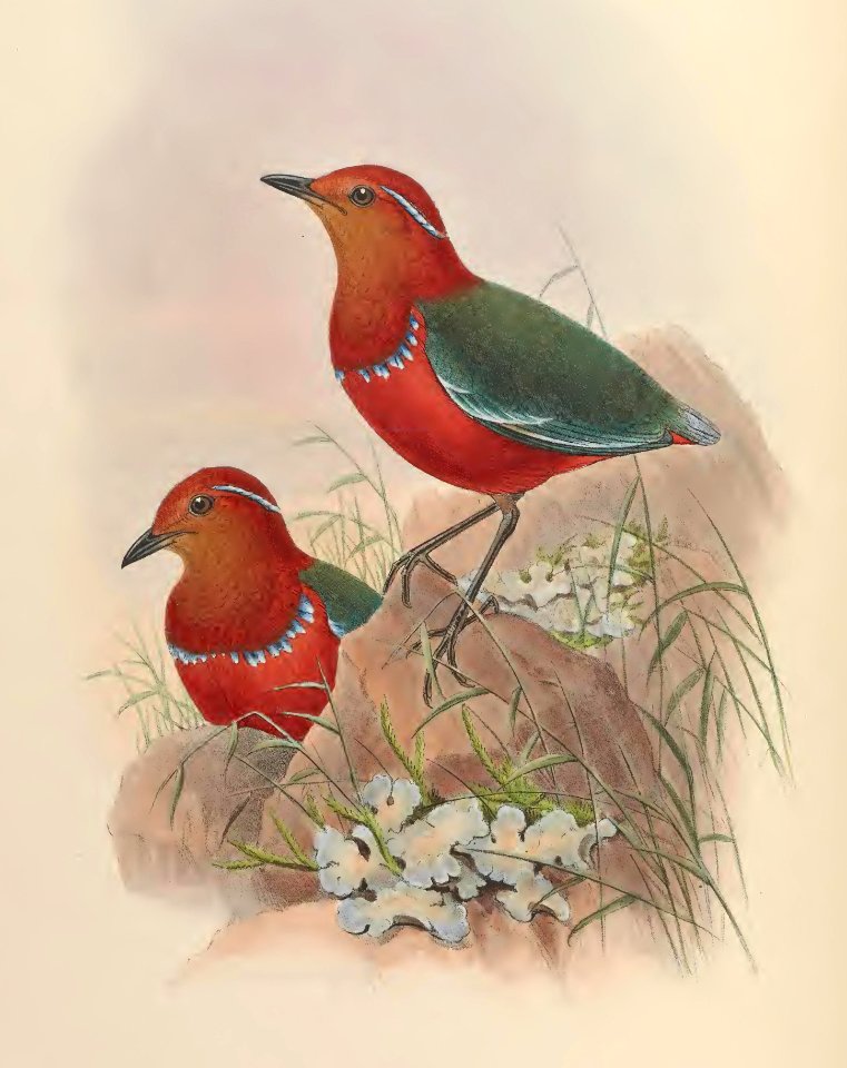 5_068 Necklaced Pitta