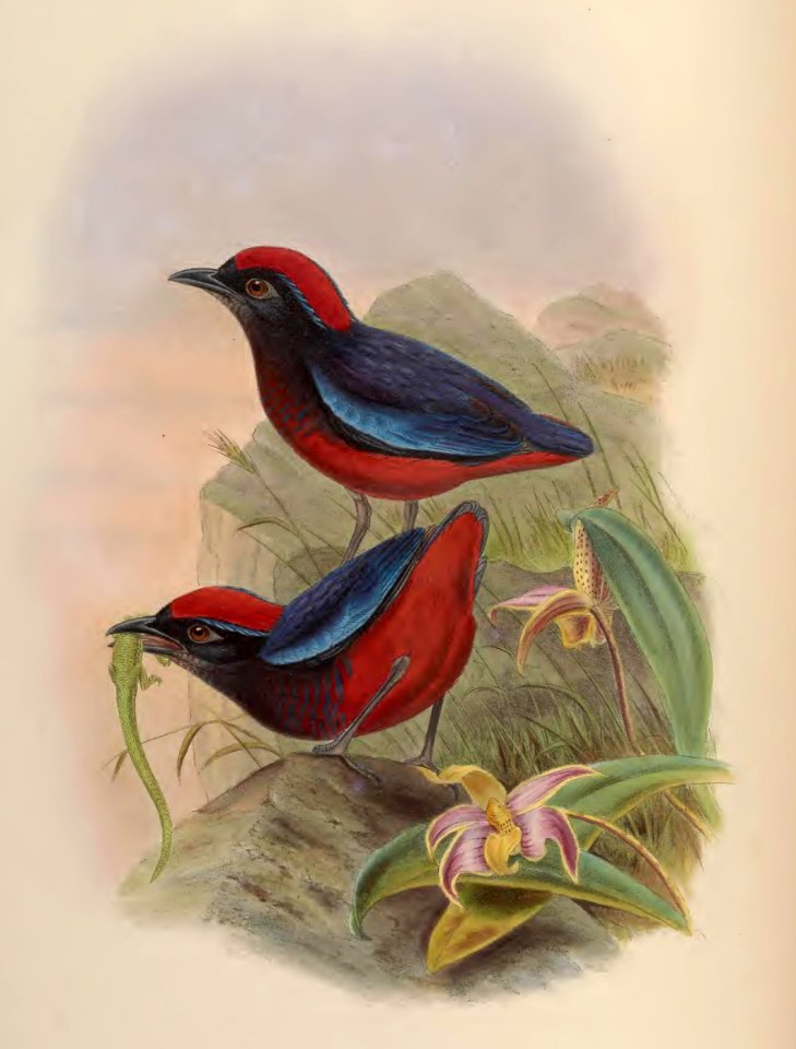 5_067 Malaccan Pitta