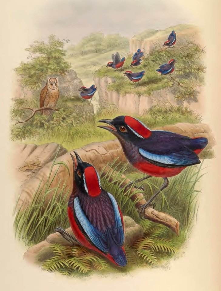 5_066 Bornean Pitta