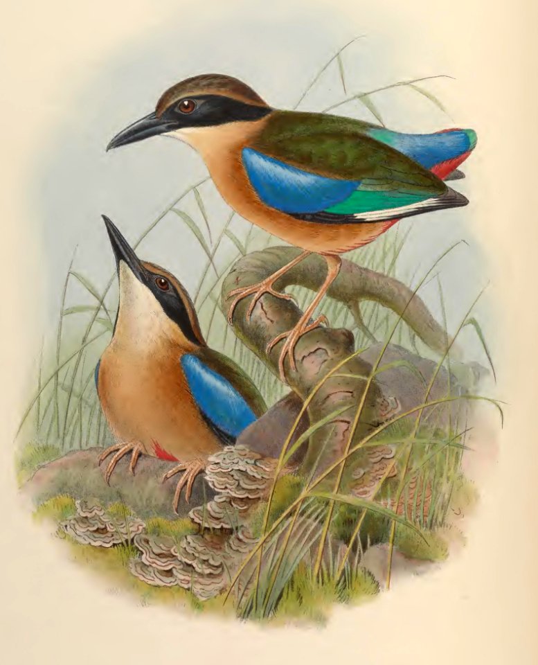 5_069 Large-billed Pitta