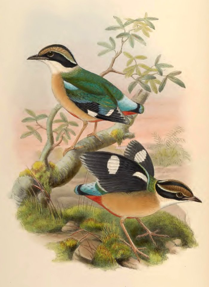 5_063 Bengal Pitta