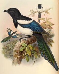 5_056 Bootan Magpie