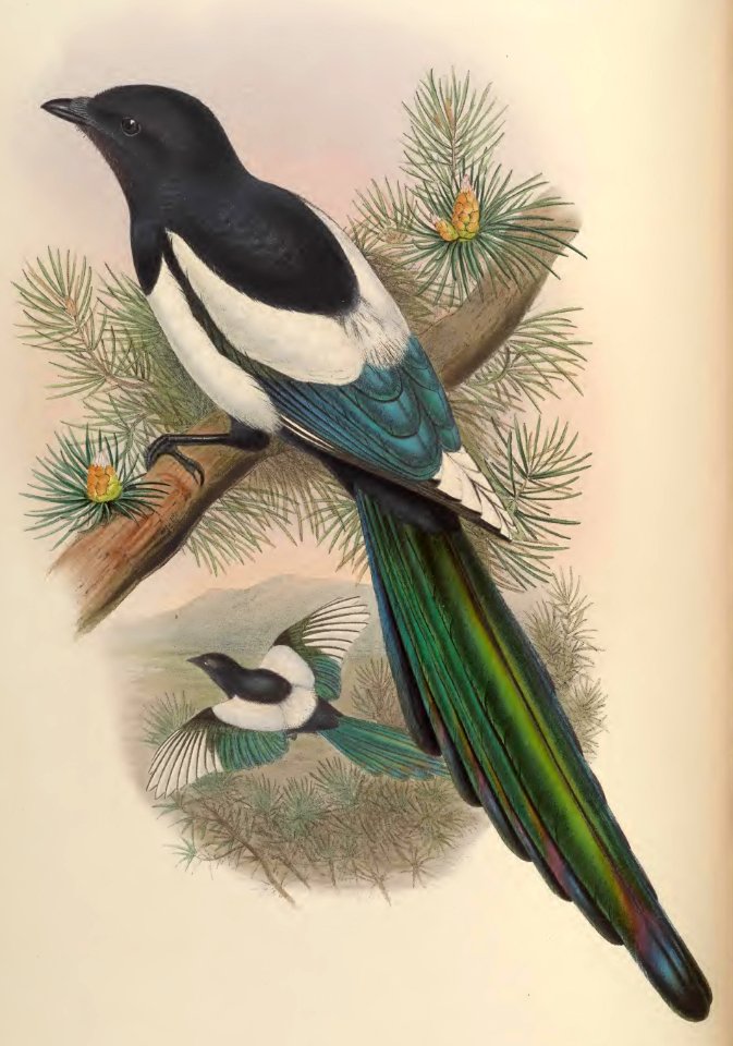 5_054 White-wing-ed Magpie