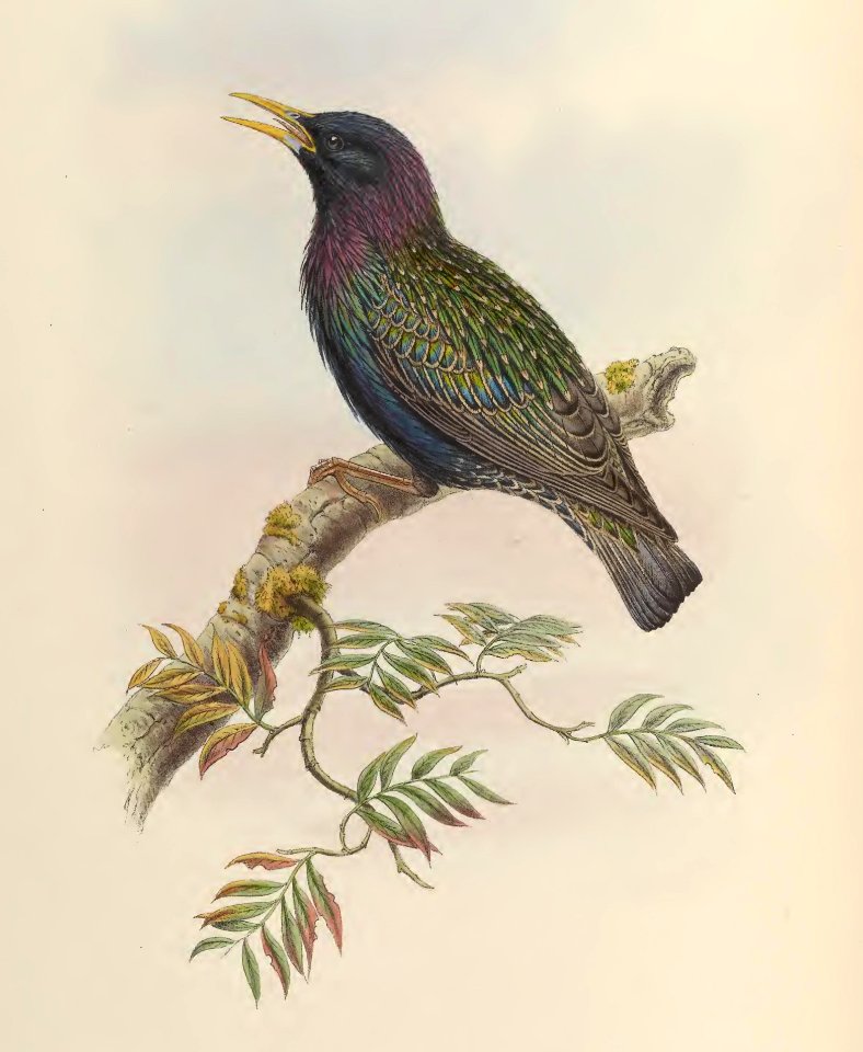 5_042 Hume's Starling