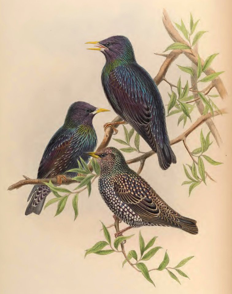 5_043 Persian Starling
