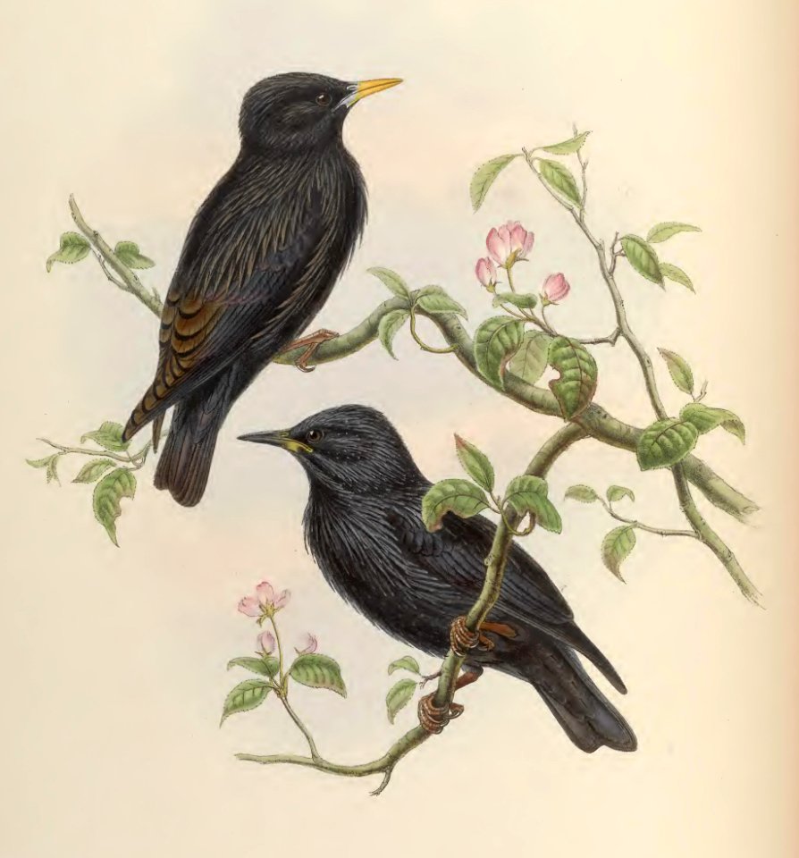 5_041 Sardinian Starling