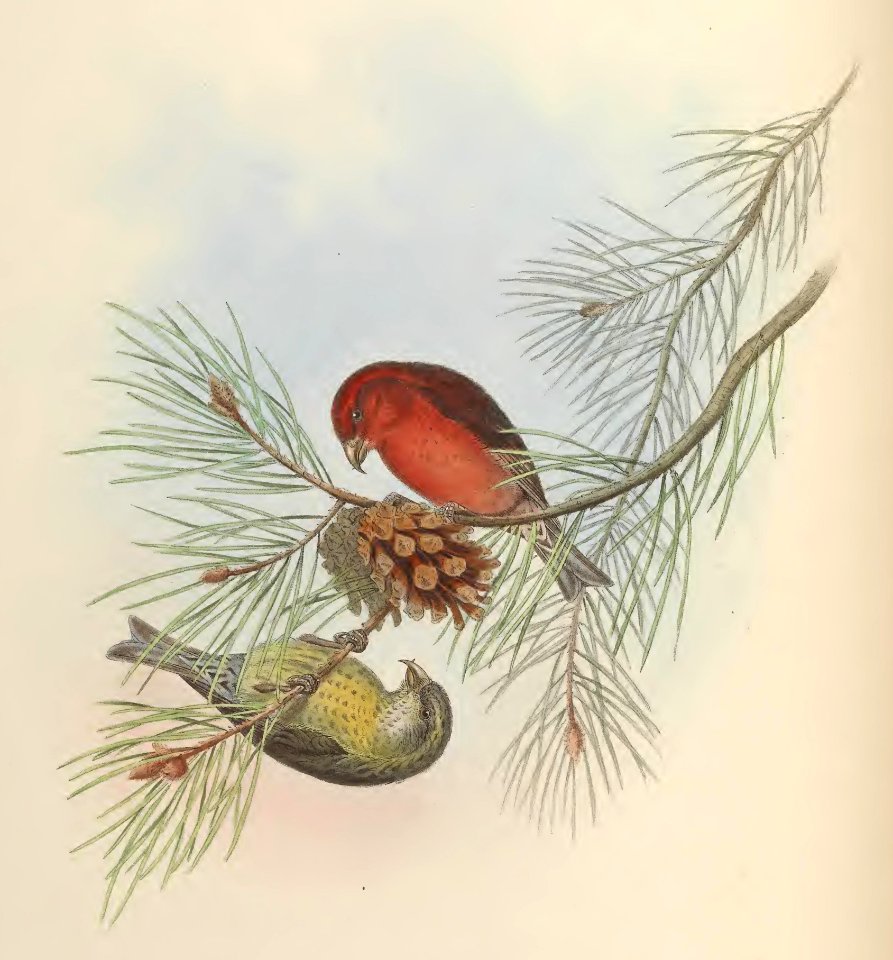 5_040 Himalayan Crossbill