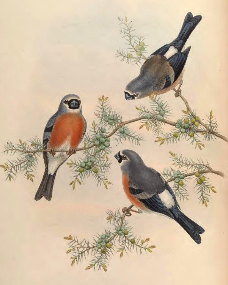 5_038 Beavan's Bullfinch