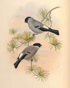 5_039 Cinereous Bullfinch