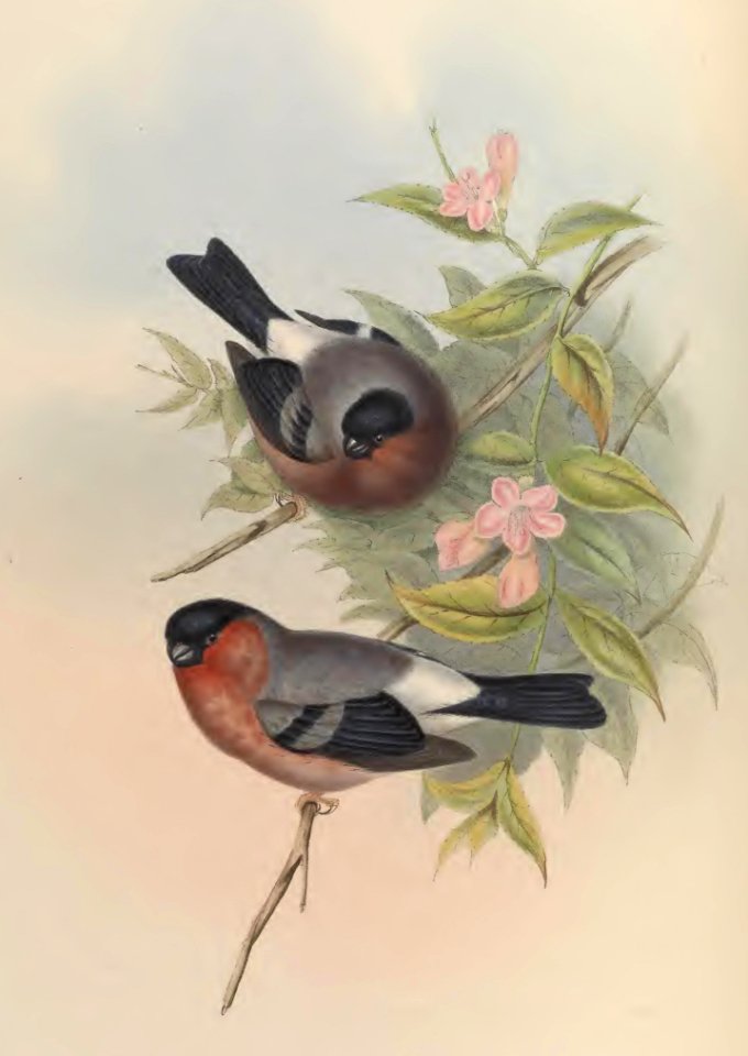 5_034 Oriental Bullfinch