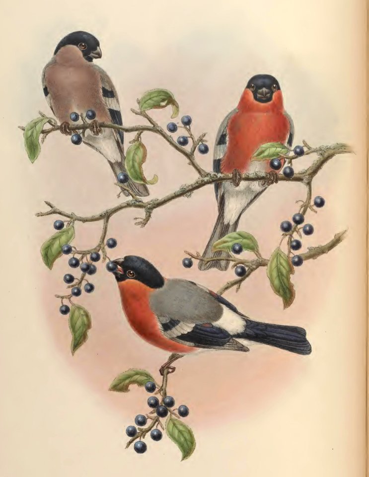 5_037 Northern Bullfinch