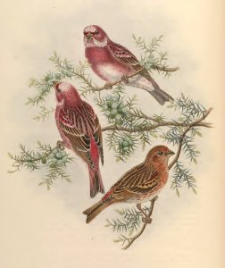 5_032 Rosy Grosbeak