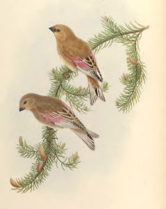 5_028 Rosy-wing-ed Finch