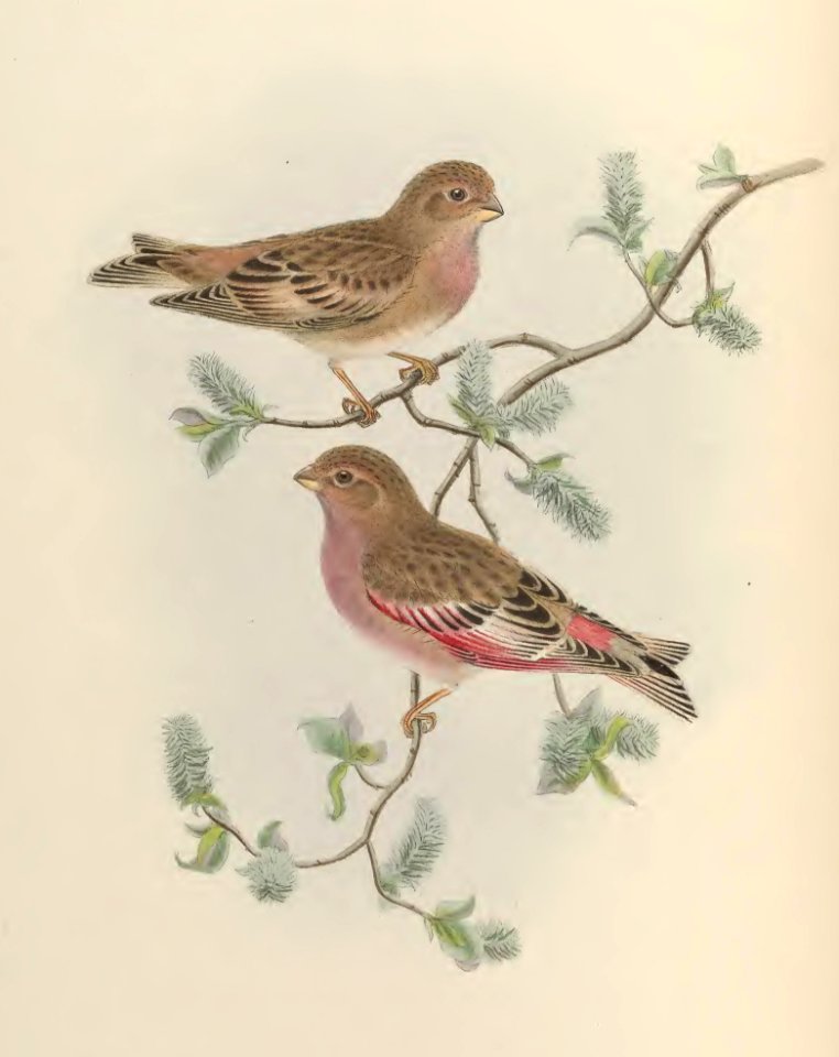 5_029 Rosy Finch