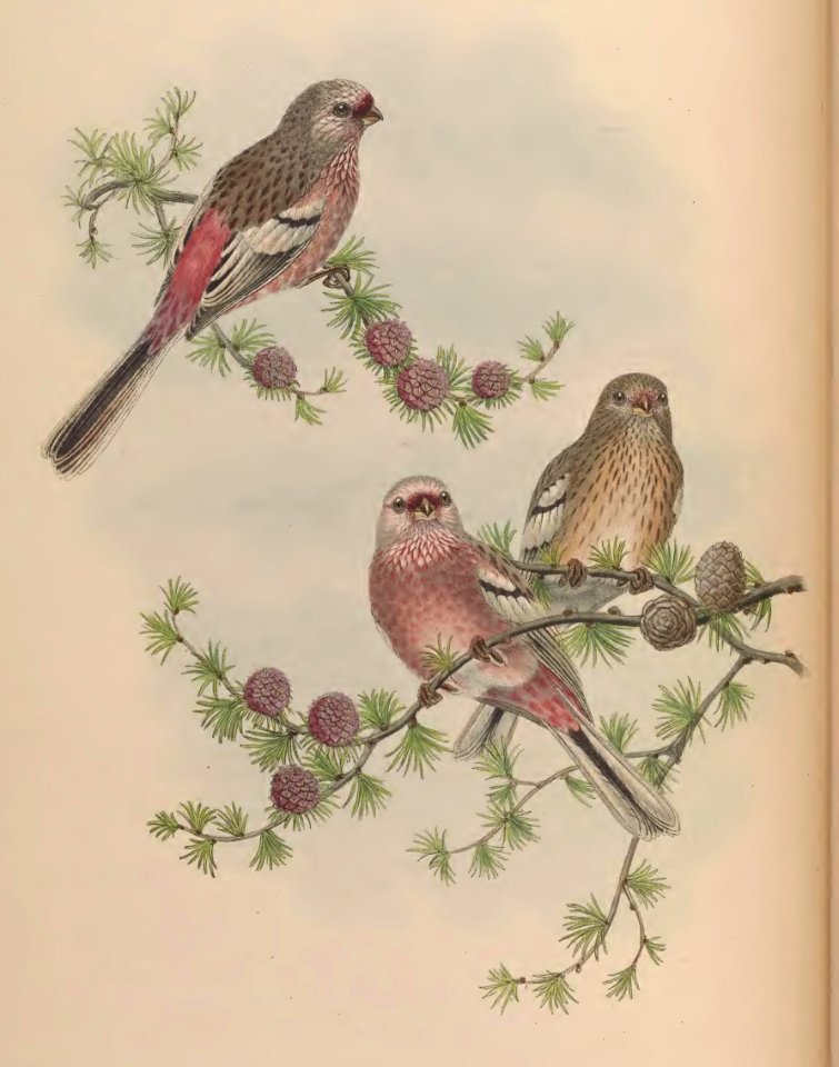 5_026 Siberian Grosbeak