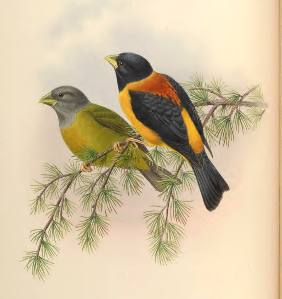 5_022 Allied Grosbeak