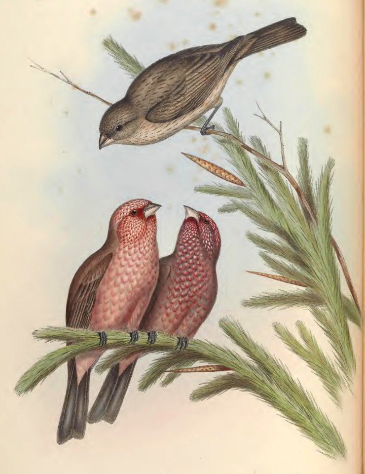 5_024 Caucasian Grosbeak