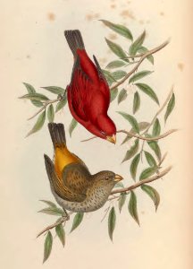 5_023 Sepoy Finch