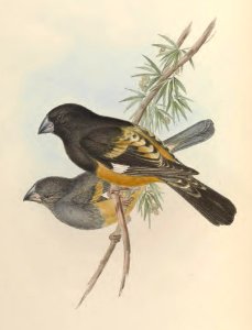 5_020 Flesh-footed Grosbeak