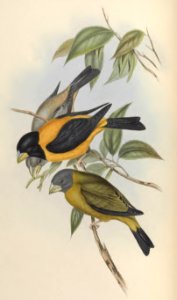 5_021 Icterine Grosbeak