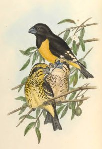 5_019 Black and Yellow Grosbeak