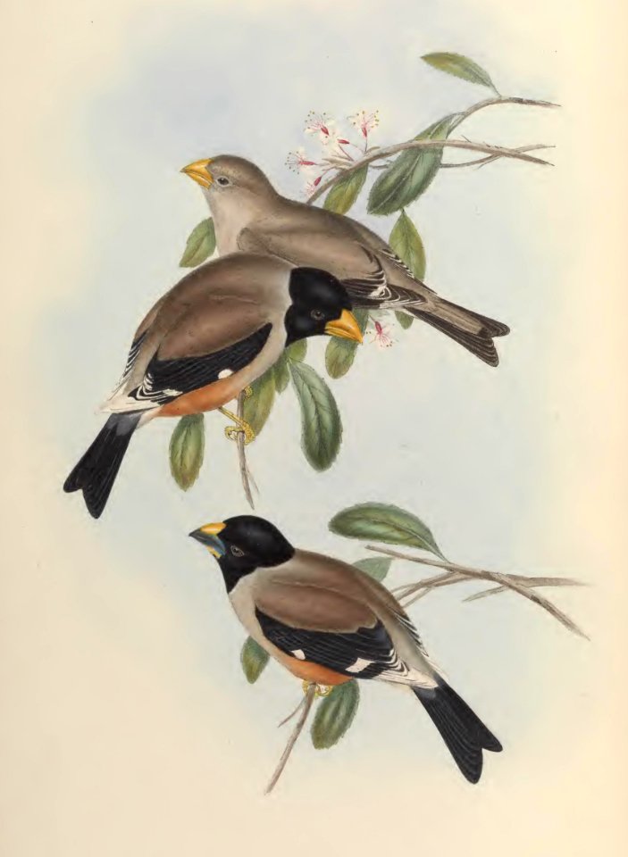 5_018 Black-tailed Grosbeak
