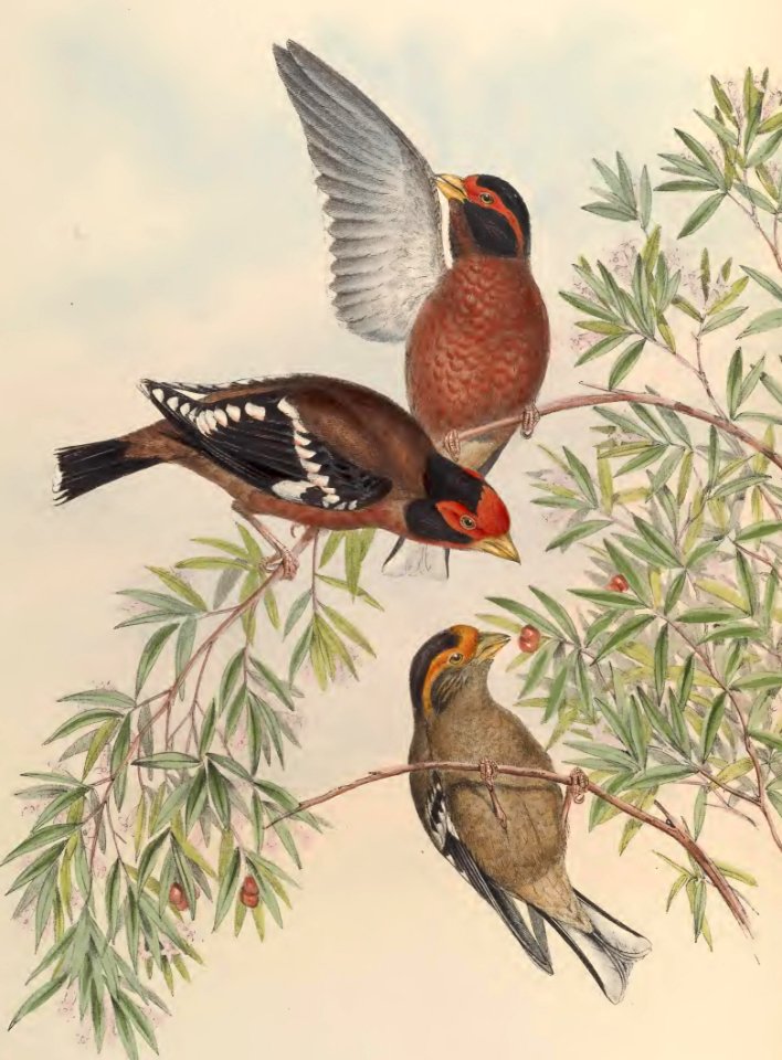 5_016 Burton's Grosbeak