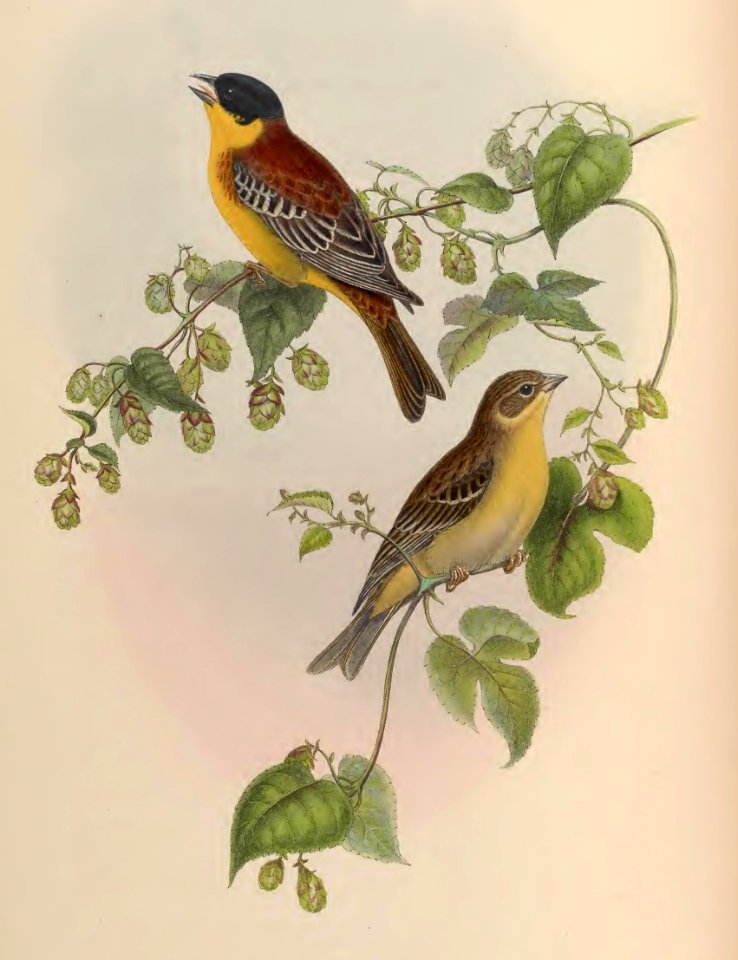 5_013 Black-headed Bunting