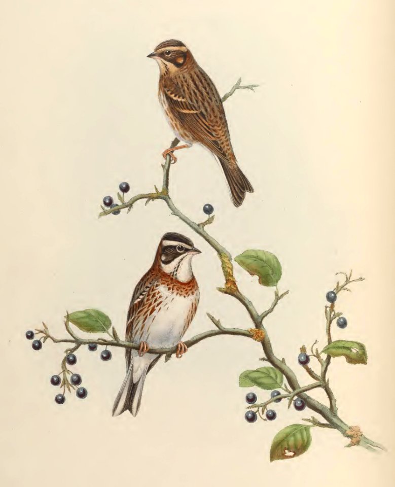 5_010 Rustic Bunting