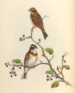 5_010 Rustic Bunting