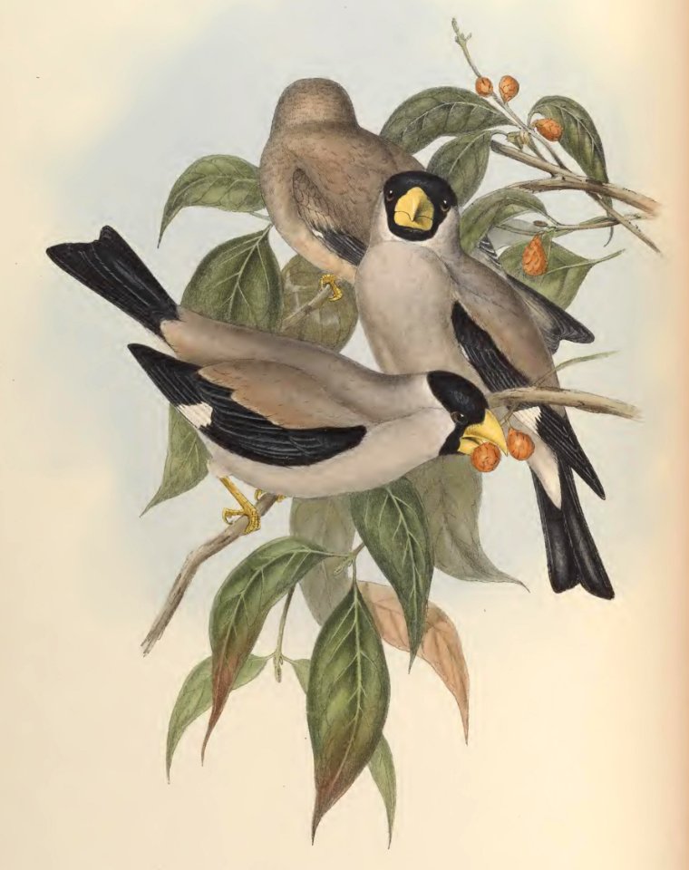 5_017 Masked Grosbeak
