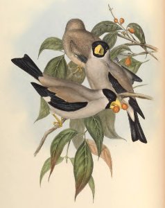 5_017 Masked Grosbeak