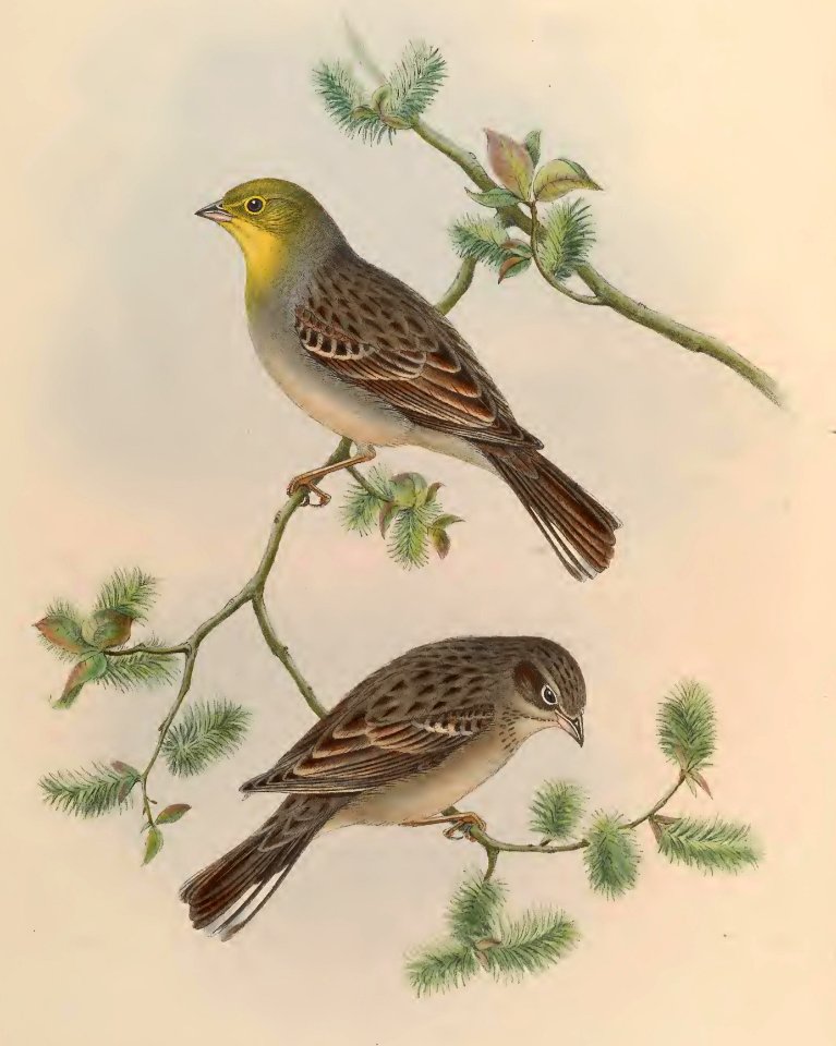5_008 Cinereous Bunting
